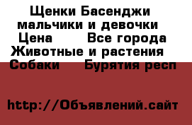 Щенки Басенджи ,мальчики и девочки › Цена ­ 1 - Все города Животные и растения » Собаки   . Бурятия респ.